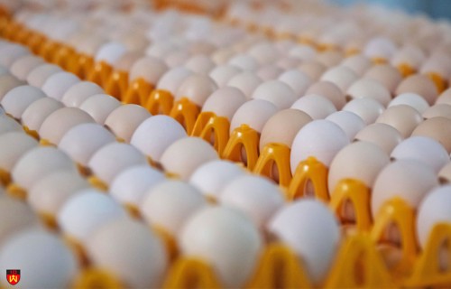 SEB piešķir 20.8 miljonu EUR finansējumu uzņēmumam “Lit Egg” dējējvistu un jaunputnu novietņu būvniecībai
