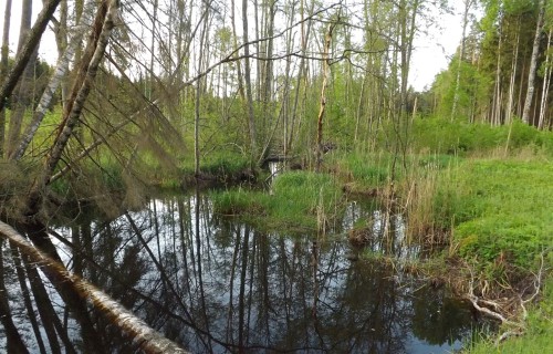 Jauna kārtība mikroliegumu izveidei, mazinot birokrātiju, nodrošinās ātrāku lēmumu pieņemšanu un skaidrākas prasības