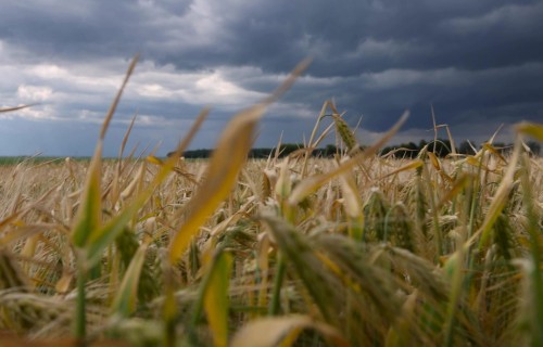 Lauksaimnieki: Lietavas būtiski kavē graudaugu kulšanu