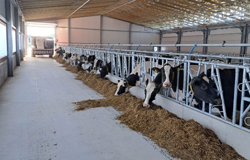 Notiks lauka diena piena lopkopības saimniecībā “Kalna Dambrāni”