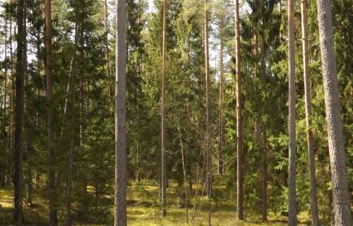 Uzsākta valsts pētījumu programma klimatnoturīgai un konkurētspējīgai Latvijas mežu apsaimniekošanai
