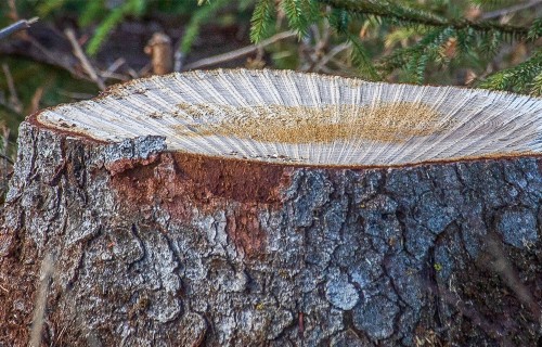 Stājas spēkā izmaiņas koku ciršanas kārtībā ārpus meža
