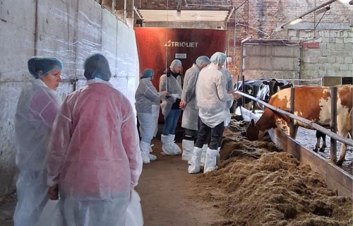 Vesels teļš – pamats veselam un ražīgam ganāmpulkam