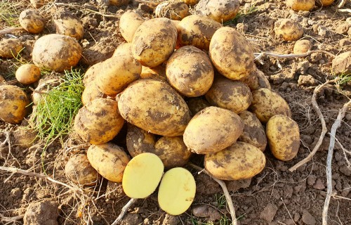 Kā sasniegt labus rezultātus, audzējot kartupeļus