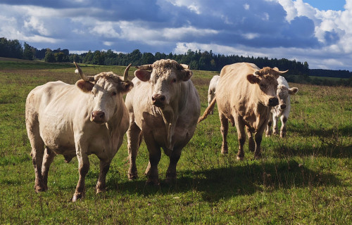 Faktori, kas ietekmē SEG emisijas bioloģiskajā gaļas lopkopībā
