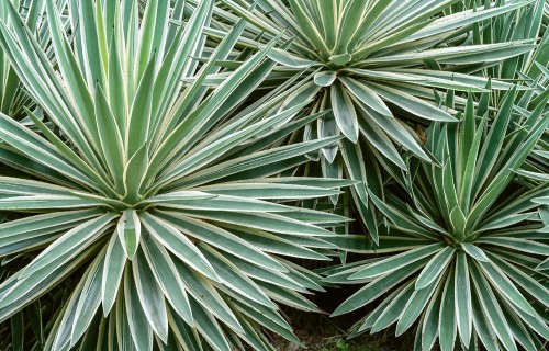 Agaves – Amerikas kontinenta majestātiskie sukulenti