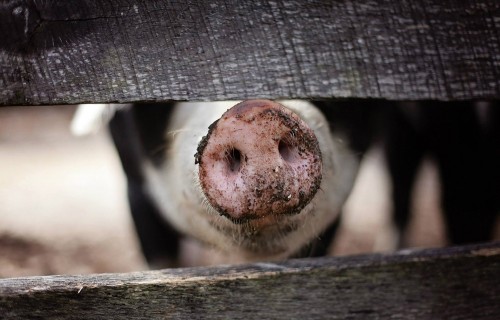 Aicina Ogres novada iedzīvotājus paust viedokli par "Baltic Pork" cūku audzēšanas kompleksa paplašināšanu