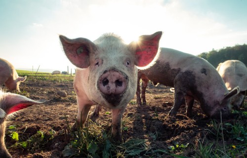 Āfrikas cūku mēris pagājušajā nedēļā konstatēts deviņām mežacūkām