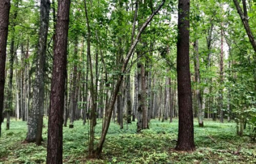 Projektā meklēs risinājumus efektīvai kompensāciju sistēmai mežsaimniekiem
