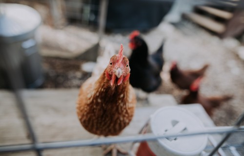 Mājputnu īpašniekiem un turētājiem putni jātur slēgtās telpās un jāievēro citi papildu biodrošības pasākumi