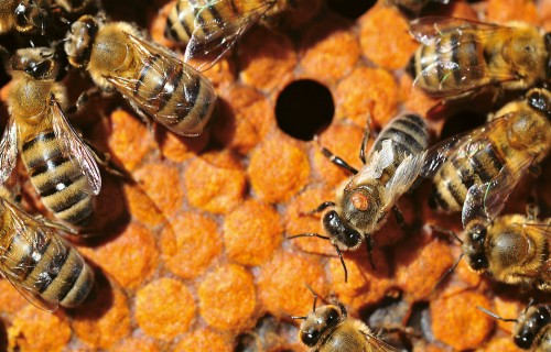 Vai bites glābs litijs?