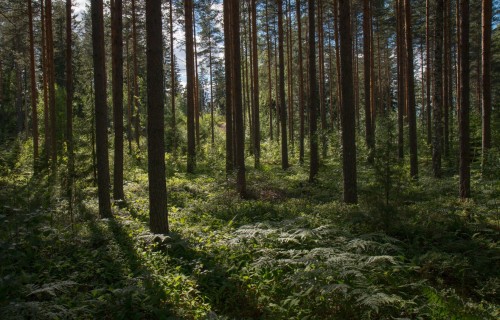 Kā klimata pārmaiņas ietekmē Latvijas mežus