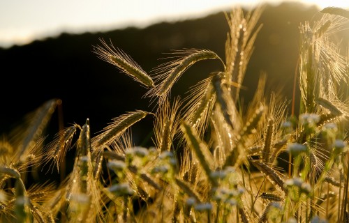 Jaunais augsnes izpētes projekts palīdzēs gudrāk izmantot lauksaimniecības zemi