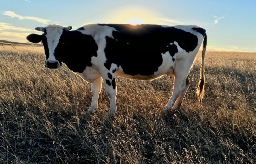 Liellopu gaļas iepirkumu cena janvārī Latvijā pieaugusi par 2,1%