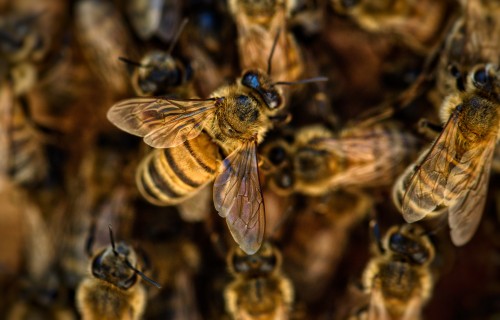 Latvijā radītais virtuālais asistents biškopjiem "BeeKing" nominēts Eiropas Lauku iedvesmas balvai