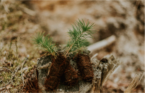 Meža īpašnieku kooperatīvs "Mežsaimnieks" plāno iegādāties 500 000 koku stādu Lietuvā