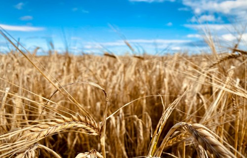 Kurss "Bioloģiskās lauksaimniecības pamati"