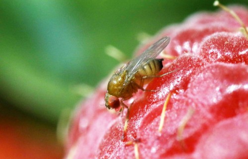 Punktspārnu augļmušas Drosophila suzuki  ierobežošanas iespējas ar gēnu rediģēšanu