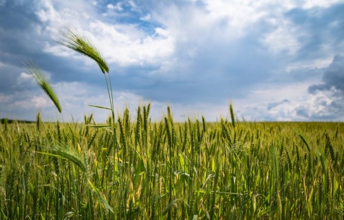 VID: Sezonas laukstrādniekiem paredzēts īpašs nodokļu režīms