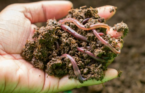 Slieku komposts ražīgam dārzam