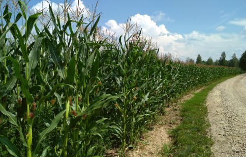Kukurūzas audzēšana Latvijā