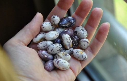 Pākšaugu audzētājus aicina piedalīties Eiropas mēroga tīmekļsemināros