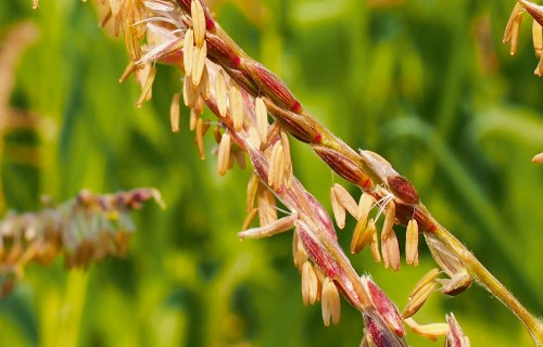 Kukurūzas apputeksnēšanās process