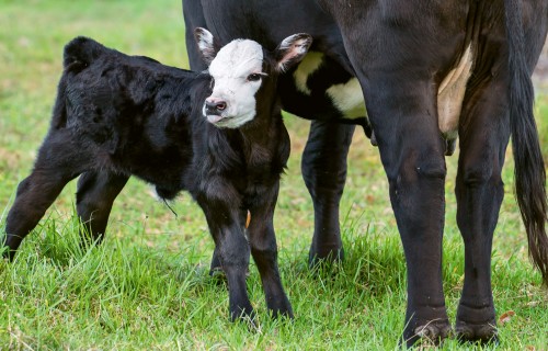 Ekspresmetožu izmantošanas iespējas slaucamo govju jaunpiena kvalitātes novērtēšanā
