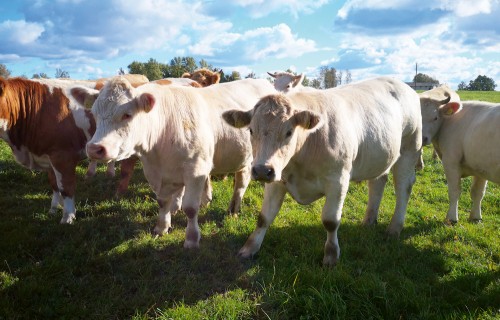 Baltic Grassland Beef – ar zāli nobarotu jaunlopu realizācijas iespējas