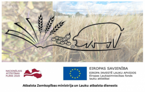 Latvijā audzēta soja + kailgraudu mieži = inovācija cūku ēdināšanā
