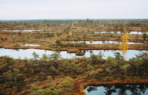 Latvijā ir sākta kūdraugsnes izplatības precizēšana lauka apstākļos