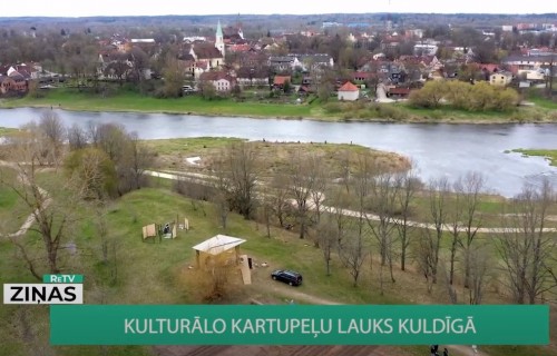 Kulturālo kartupeļu lauks Kuldīgā